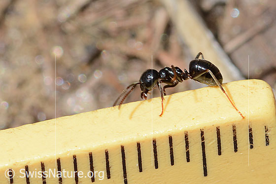Foto: Glänzendschwarze Holzameise (Lasius fuliginosus). Länge 5mm. Ansicht von der Seite.