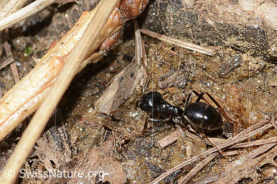 Photo: Lasius fuliginosus. Length 5mm. View from the side above.