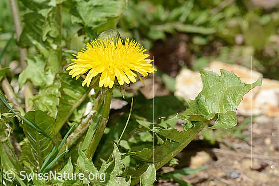 Photo: Taraxacum officinale. Whole plant (habiti). Height: 17cm. View from the side.