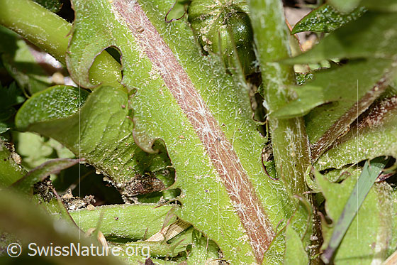Photo: Taraxacum officinale. Leaf top.