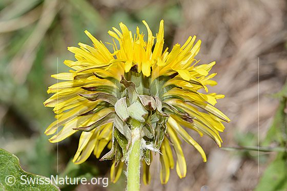 Photo: Taraxacum officinale. Stem, bracts and blossom. View from below.