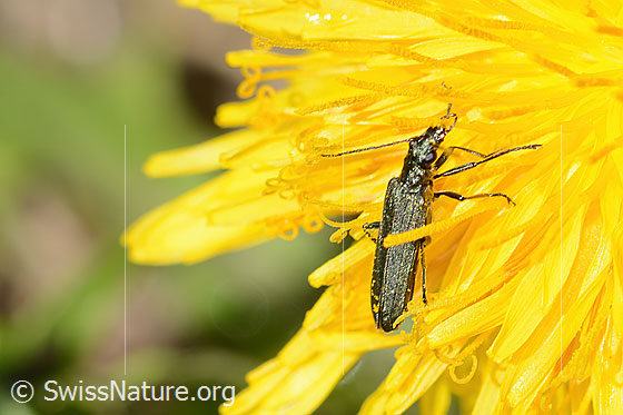 Photo: Oedemera virescens on Taraxacum officinale. Length 8mm. Female. View from above.