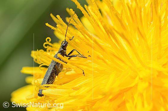 Foto: Graugrüner Schenkelkäfer (Oedemera virescens) auf Gewöhnlicher Löwenzahn (Taraxacum officinale). Länge 8mm. Weibchen. Ansicht von der Seite.