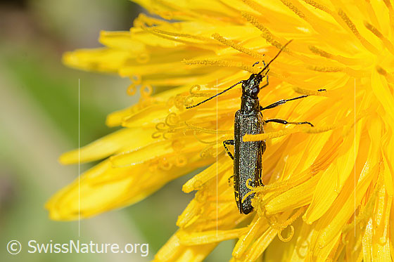 Photo: Oedemera virescens on Taraxacum officinale. Length 8mm. Female. View from diagonally above.