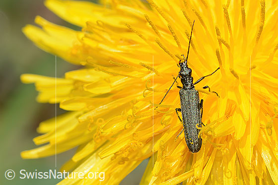Photo: Oedemera virescens on Taraxacum officinale. Length 8mm. Female. View from above.
