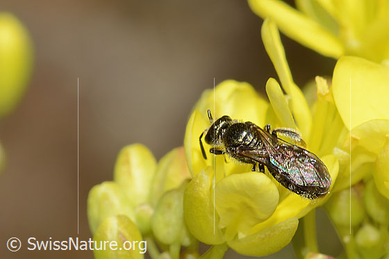 Photo: Probably Lasioglossum morio on Biscutella laevigata. Length 7mm. Female. View from above.