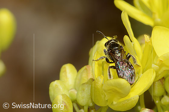 Foto: Wahrscheinlich Dunkelgrüne Schmalbiene (Lasioglossum morio) auf Gemeines Brillenschötchen (Biscutella laevigata). Länge 7mm. Weibchen. Ansicht von oben.