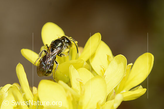 Foto: Wahrscheinlich Dunkelgrüne Schmalbiene (Lasioglossum morio) auf Gemeines Brillenschötchen (Biscutella laevigata). Länge 7mm. Weibchen. Ansicht von seitlich oben.