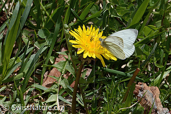 Foto: Bergweissling (Pieris bryoniae) auf Gewöhnlichem Löwenzahn (Taraxacum officinale). Flügel halb geöffnet. Ansicht von seitlich hinten.