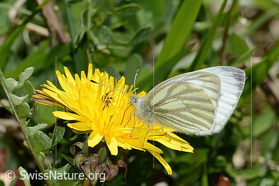 Photo: Pieris bryoniae on Taraxacum officinale. Wings half open. View from the side.