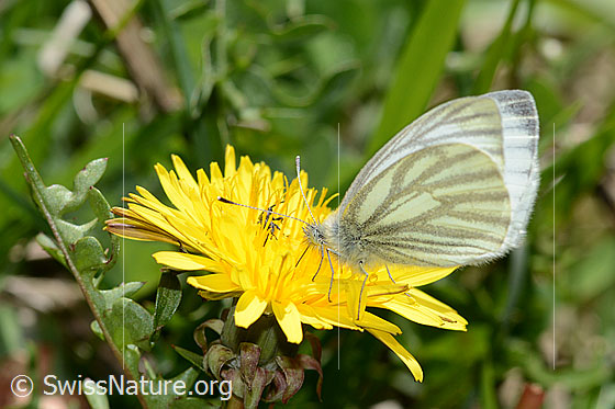 Photo: Pieris bryoniae on Taraxacum officinale. Wings half open. View from the side.