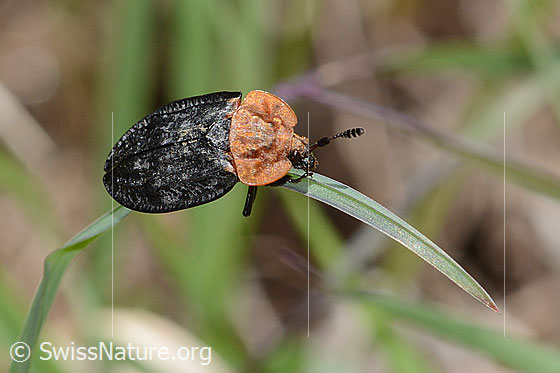 Foto: Rothalsige Silphe (Oiceoptoma thoracicum). Länge 13mm. Ansicht von seitlich oben.