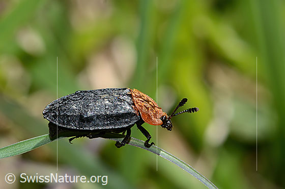 Foto: Rothalsige Silphe (Oiceoptoma thoracicum). Länge 13mm. Ansicht von der Seite.