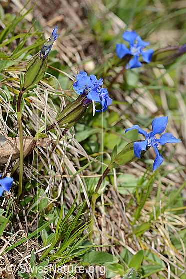 Photo: Gentiana verna. Whole plant (habit). Height = 8cm.