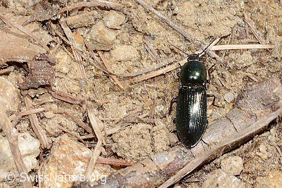 Foto: Glanzschnellkäfer (Selatosomus aeneus). Länge 16mm. Ansicht von oben.