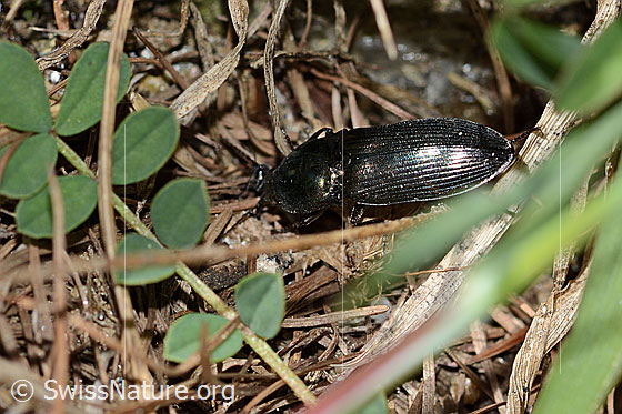Foto: Glanzschnellkäfer (Selatosomus aeneus). Länge 16mm. Ansicht von oben.