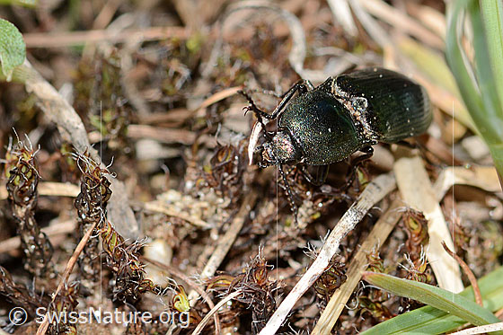 Foto: Glanzschnellkäfer (Selatosomus aeneus). Länge 16mm. Ansicht von vorne oben.