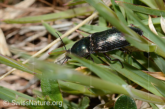 Foto: Glanzschnellkäfer (Selatosomus aeneus). Länge 16mm. Ansicht von oben.