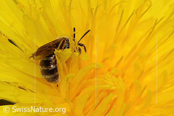 Photo: Lasioglossum calceatum. Length 10mm. Female. View from behind.