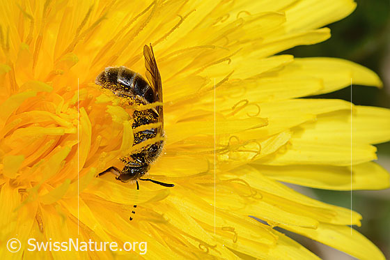 Photo: Lasioglossum calceatum on Taraxacum officinale. Length 10mm. Female. View from the side.