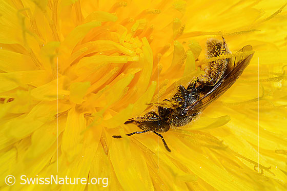 Photo: Lasioglossum calceatum on Taraxacum officinale. Length 10mm. Female. View from the side.