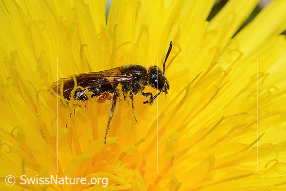 Photo: Lasioglossum calceatum on Taraxacum officinale. Length 10mm. Female. View from the side above.