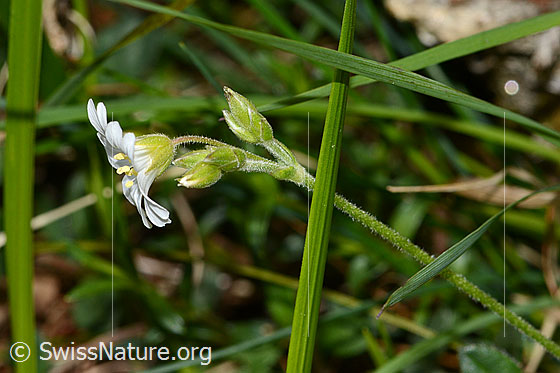 Photo: Probably Cerastium fontanum ssp. vulgare. Blossom, calyx and stem. View from the side.