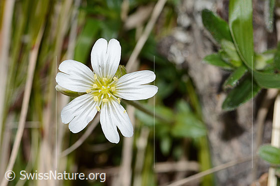 Foto: Wahrscheinlich Gewöhnliches Hornkraut (Cerastium fontanum ssp. vulgare). Blüte. Ansicht von oben.