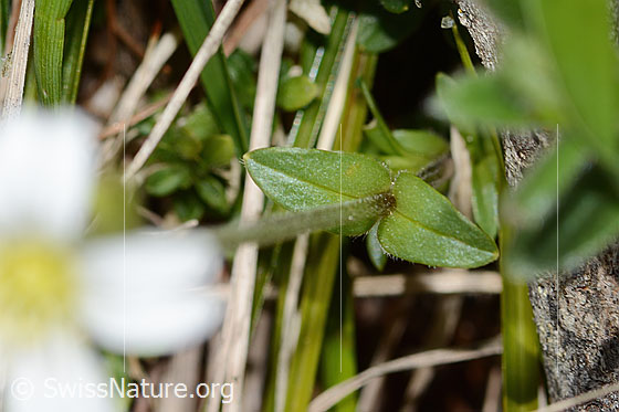 Photo: Probably Cerastium fontanum ssp. vulgare. Leaves and stem.