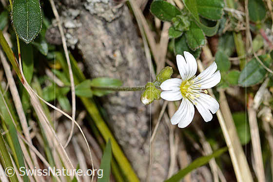 Foto: Wahrscheinlich Gewöhnliches Hornkraut (Cerastium fontanum ssp. vulgare). Blüte, Stängel und Blätter. Höhe 11cm.