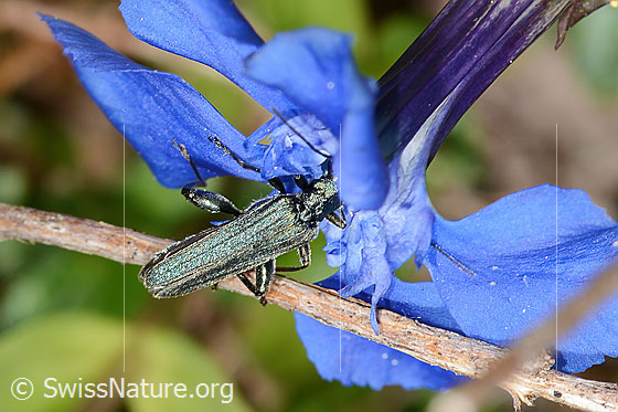 Photo: Oedemera virescens on Gentiana verna. Length 9mm. Male. View from above.