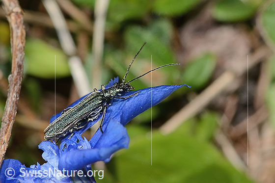 Foto: Graugrüner Schenkelkäfer (Oedemera virescens) auf Frühlings-Enzian (Gentiana verna). Länge 9mm. Männchen. Ansicht von der Seite.