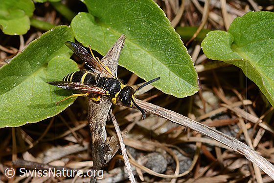 Ancistrocerus oviventris (Solitäre Faltenwespe)