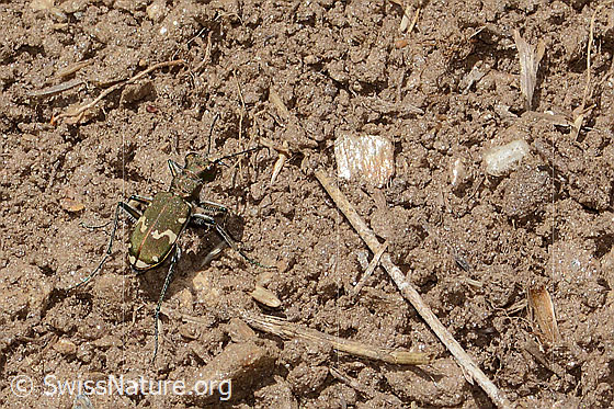Photo: Probably Cicindela sylvicola. View from the side above.