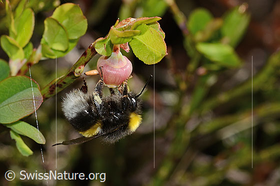 Photo: Bombus lucorum on Vaccinium myrtillus. Length 9 - 16mm. View from the side.