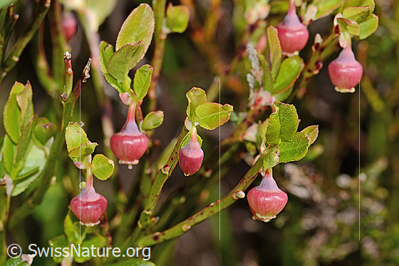 Foto: Heidelbeere (Vaccinium myrtillus). Blüten und Blätter.