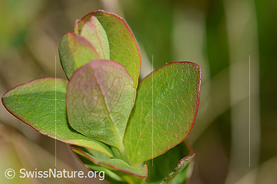 Foto: Heidelbeere (Vaccinium myrtillus). Blätter. Blattoberseite.
