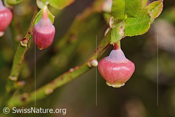 Foto: Heidelbeere (Vaccinium myrtillus). Blüte.