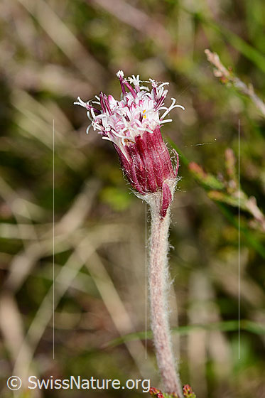 Foto: Alpenlattich (Homogyne alpina). Blüte und Stängel.