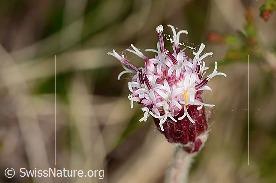Photo: Homogyne alpina. Blossom. View from above. There is a small yellow caterpillar on the flower.