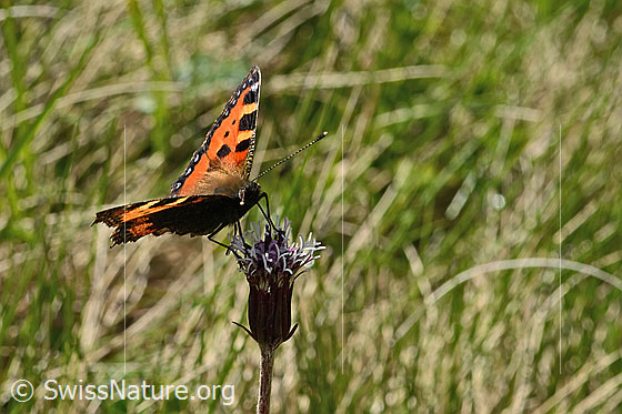 Photo: Aglais urticae on Homogyne alpina. Wings open. View from side front.