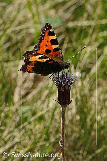 Foto: Kleiner Fuchs (Aglais urticae) auf Alpenlattich (Homogyne alpina). Flügel halb geöffnet. Ansicht von der Seite.
