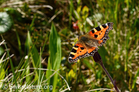 Foto: Kleiner Fuchs (Aglais urticae) auf Alpenlattich (Homogyne alpina). Flügel geöffnet. Ansicht von seitlich hinten oben.