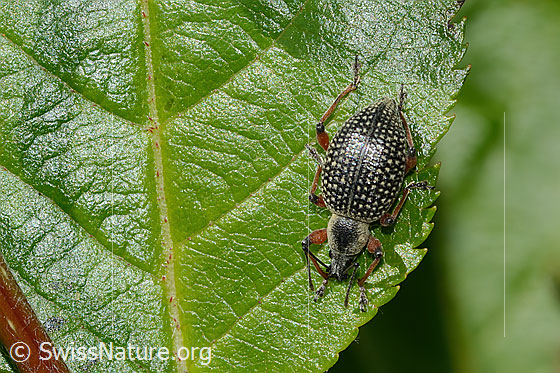 Photo: Otiorhynchus coecus on Sorbus chamaemespilus. Length 10mm. View from above.