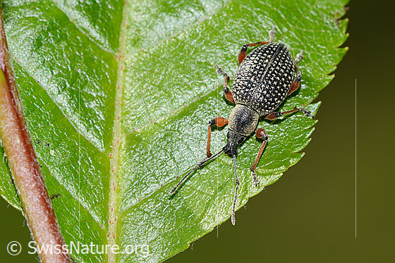 Photo: Otiorhynchus coecus on Sorbus chamaemespilus. Length 10mm. View from above.