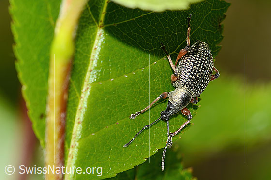 Photo: Otiorhynchus coecus on Sorbus chamaemespilus. Length 10mm. View from the side above.