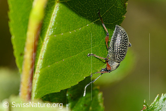 Photo: Otiorhynchus coecus on Sorbus chamaemespilus. Length 10mm. View from the side.