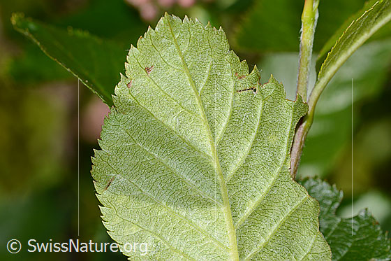 Photo: Sorbus chamaemespilus. Leaf underside.