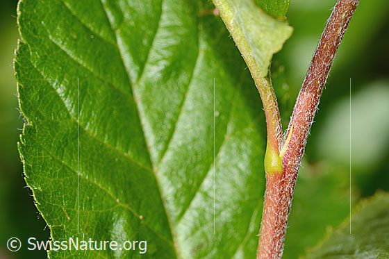 Photo: Sorbus chamaemespilus. Leaf top.