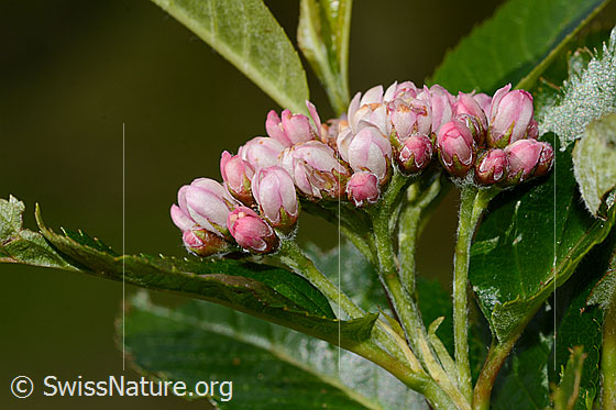 Photo: Sorbus chamaemespilus. Inflorescence. View from the side.